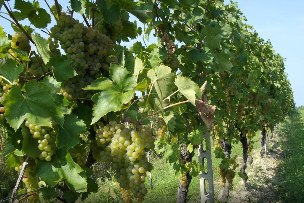 Cascina Tabachera X10 Country House Sirmione Garda Lake Pozzolengo Exterior foto